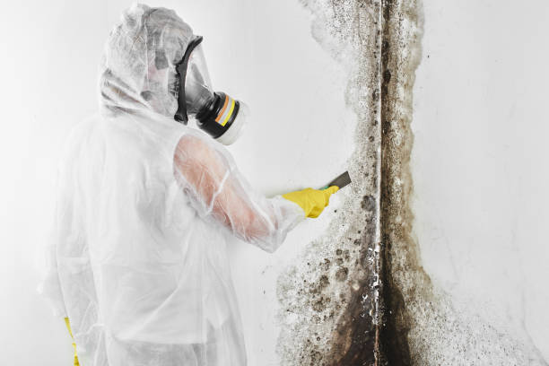 Best Mold Prevention Services  in Wright, WY